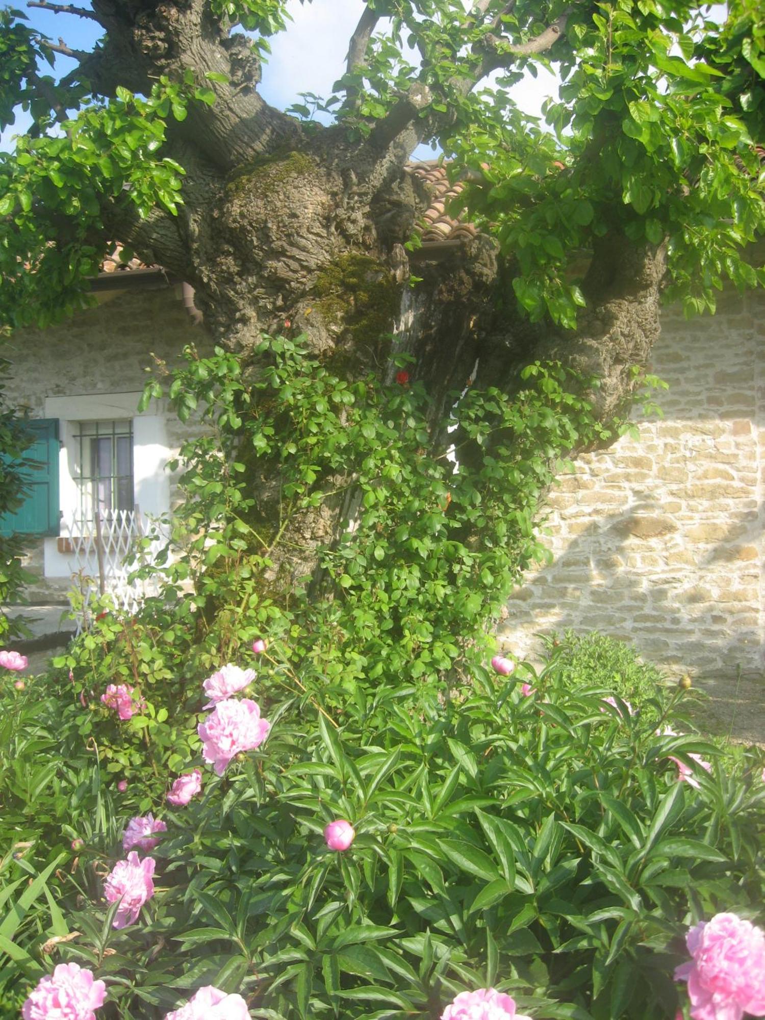Agriturismo Cascina Serra Cossano Belbo Dış mekan fotoğraf